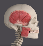 Facial Upswing from Stronger Gum: The 3 Key Points of Chewing